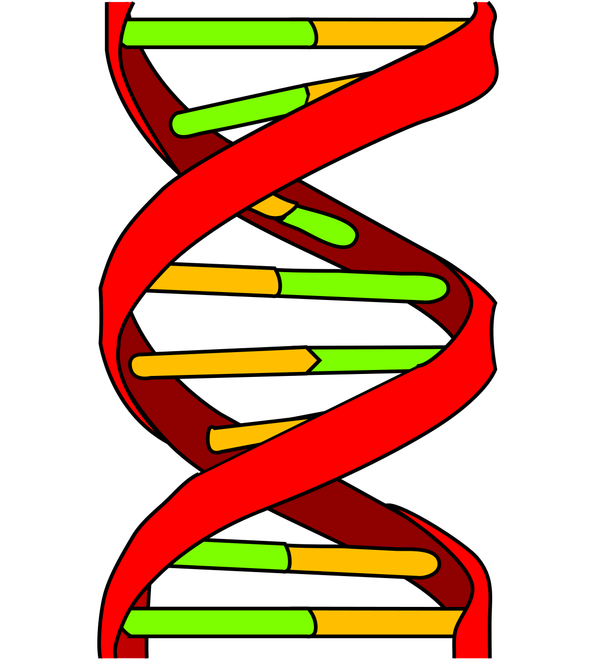 Human DNA